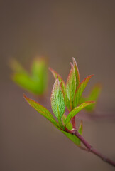 Branches of plant with green leaves
