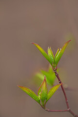 Branches of plant with green leaves