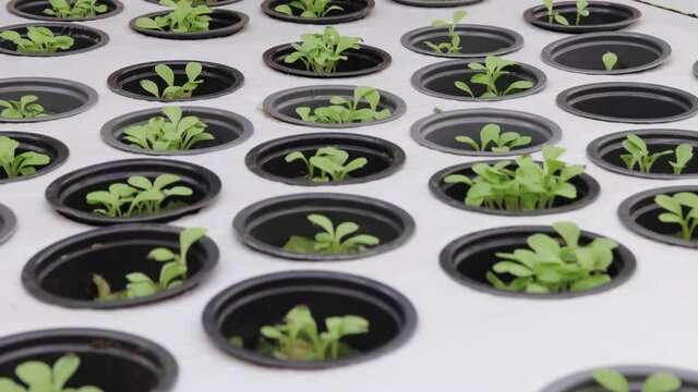 Germination on rockwool for hydroponic. Preparing for the cultivation of plants in the garden. Green sprout. Breeding ground. Natural product