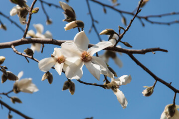 Magnolia flowers close up against blue sky