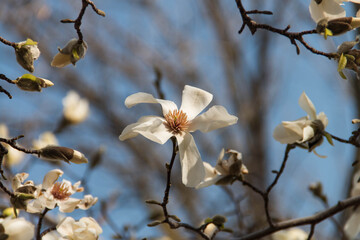 Magnolia flowers close up against blue sky