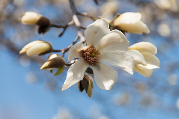 Magnolia flowers close up against blue sky