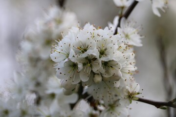 Fototapeta premium Fleurs de pommiers