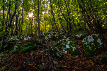 old forest in mountain pljesevica