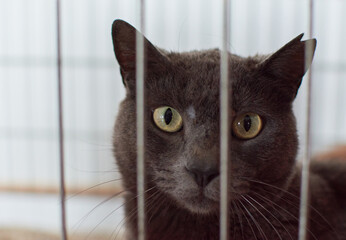 A selective focus shot of a black cat in a shelter