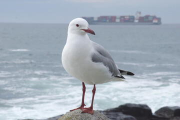 Seagull takes a quick break overlooking the ocean in the Atlantic before flying away.