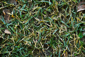 close up of yellow grass with little frost