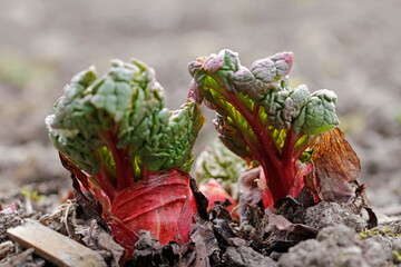 Spring shoots of the frilled rhubarb