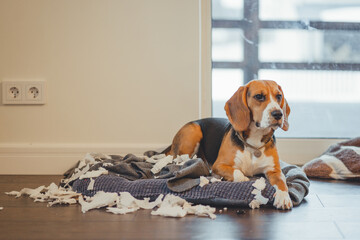 Distressed dog on his bed listening to a reprimand from the owner.