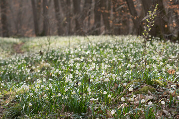 Frühling im Tal der Märzenbecher