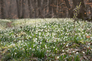 Fototapeta premium Frühling im Tal der Märzenbecher