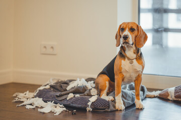 Distressed dog on his bed listening to a reprimand from the owner.