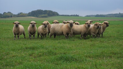 herd sheep and lambs  on the fild 