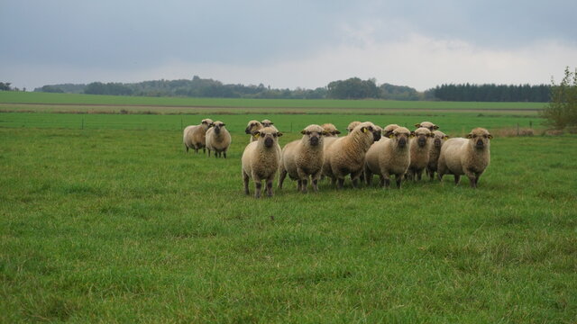 herd sheep and lambs  on the fild 