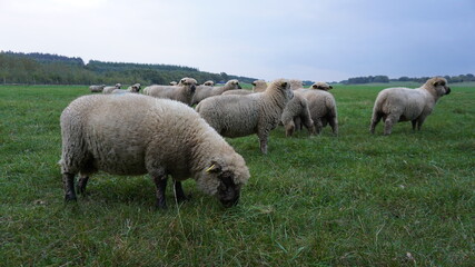 herd sheep and lambs  on the fild 