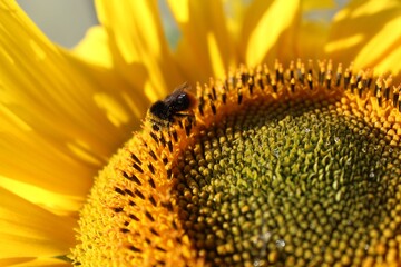 Hummel auf Sonnenblume