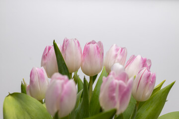 Close-up of a bouquet of pink and white tulips. Spring bloomers in the sunshine. Tulips blooming. Macro shot of a tulip. Shot of the traces of a tulip  
