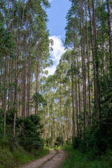 dirt road between eucalyptus plantation