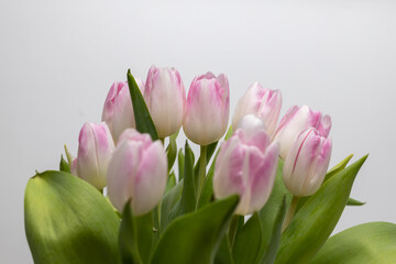 Close-up of a bouquet of pink and white tulips. Spring bloomers in the sunshine. Tulips blooming. Macro shot of a tulip. Shot of the traces of a tulip  