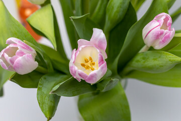 Close-up of a bouquet of pink and white tulips. Spring bloomers in the sunshine. Tulips blooming. Macro shot of a tulip. Shot of the traces of a tulip  