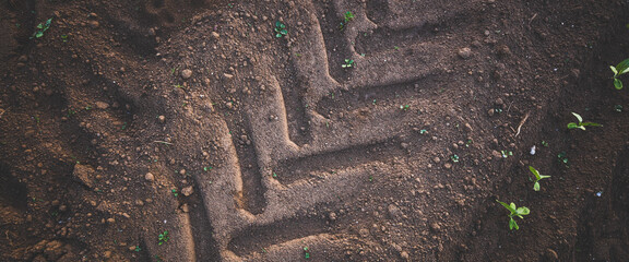 Small seedlings grow in the ground between the tractor footprints