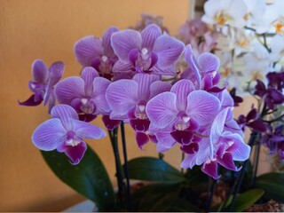 purple orchid in a pot