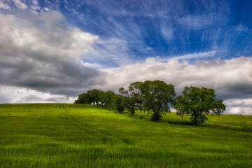 Obraz premium The young shoots of grain on the background of the blue sky, Scotland, Livingstone