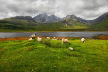 Flock of sheep grazing, Scotland, Elgol