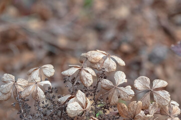 Closeup of dried flowers in the forest on sepia natural color