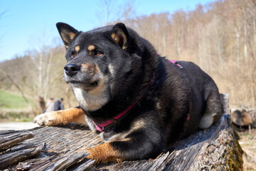 black and tan shiba inu dog lies on a tree trunk