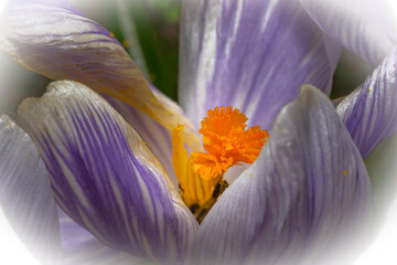 A macro photo of a purple flower with orange pistil and stamen. Purple blurry background. Picture from Eslov, Sweden