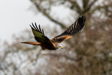Red Kite (Milvus milvus) in flight