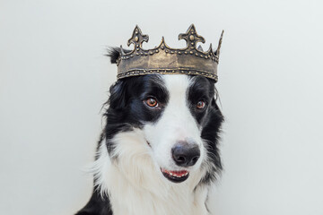 Cute puppy dog with funny face border collie wearing king crown isolated on white background. Funny...