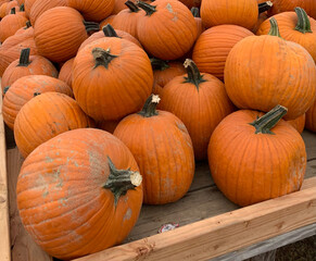 pile of pumpkins