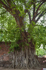 タイ・アユタヤ観光、遺跡群