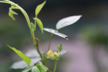 bee on a flower