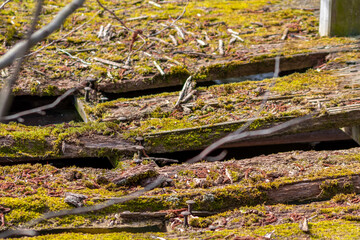 Fototapeta na wymiar Old vintage wooden bridge aging and overgrown with moss decomposing in ramshackle style corroding and ailing as rotten footpath over river as dangerous road for hiking adventures and rusted decay