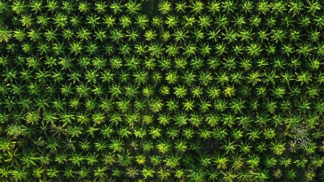 Geometrical pattern industrial agriculture palm oil plantation aerial top shot green vegetation Costa Rica