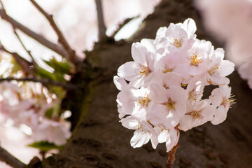 beautiful white blossoms of a tree in full bloom glow in the morning sun in spring time for spring feelings but also allergic reactions of allergy pollen and allergy season for allergy treatment