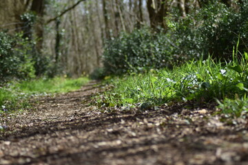 sentier forestier