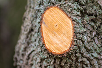 Tree trunk in spring with a cut off branch showing the annual rings of its growth as seasonal action of garden maintenance and sustainable forestry by trimming old and weak branches and twigs off