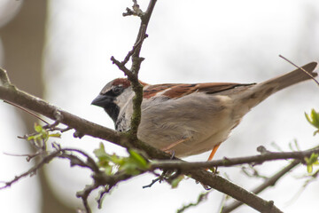 Eurasian tree sparrow singing in a hedge or tree as garden bird in a park habitat as waiting house sparrow in spring for mating and pairing with brown feathers as songbird with beautiful voices