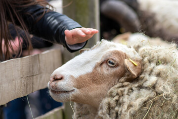 Tame sheep enjoys a pet from visitors of the petting zoo on a farmyard and is outdoor fun on...