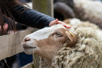 Tame sheep enjoys a pet from visitors of the petting zoo on a farmyard and is outdoor fun on countryside for family and children for a happy childhood with lambs and other pets on an animal farm