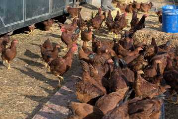 flock of chickens in pen