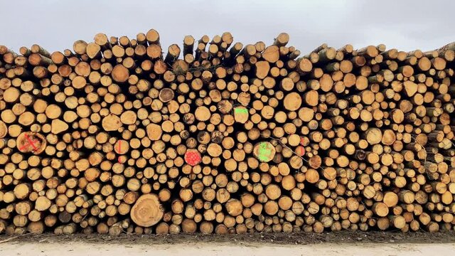 Schwenk &uuml;ber einen gro&szlig;en Stapel Baumst&auml;mme am Wald nach dem F&auml;llen f&uuml;r Brennholz. Viele St&auml;mme mit farbigen Markierungen