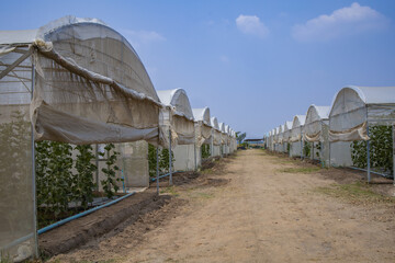 Obraz premium Modern organic greenhouses.