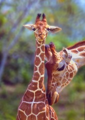Mother love. A mother giraffe gently nuzzles her calf.