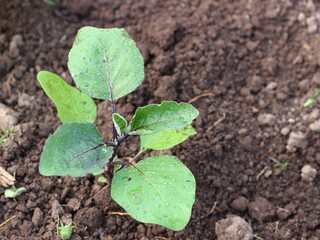Young eggplant seedling with water drops on leaves. Concept of gardening. Organic agriculture. Top view, selective focus
