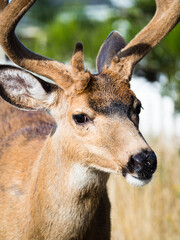Close up shot of a deer with antlers in Ocean Shores, WA, USA